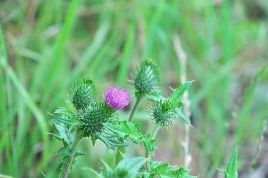 canva thistle MADCNKvmYJI