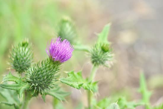 canva thistle MADCNV9WBEY