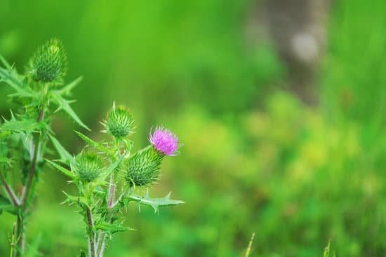 will-milk-thistle-help-gallstones-jacanswers