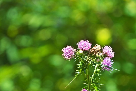 canva thistle MADE 04lTEY