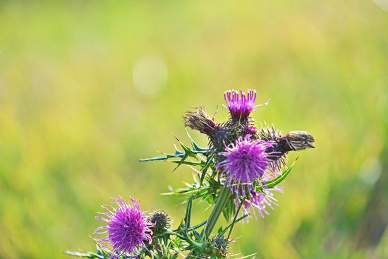 canva thistle MADFAVP7Tuk