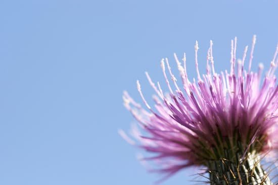 canva thistle MAEEC3CI LI