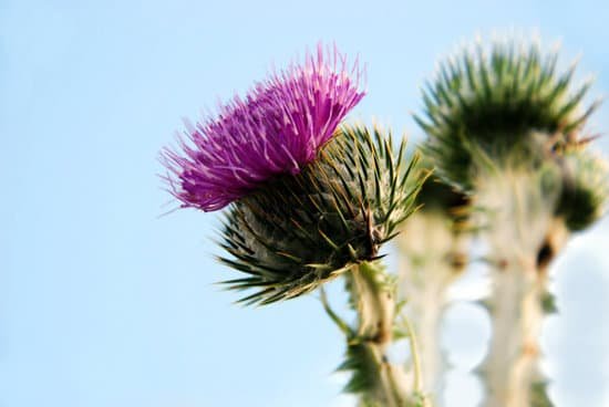 canva thistle MAEECUYYiHI