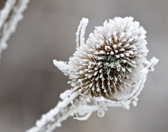 canva thistle MAEEIDy5QtI