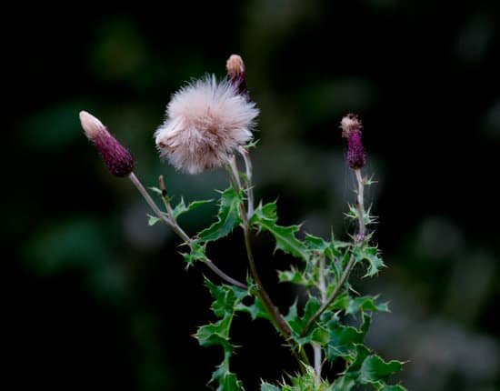 canva thistle down MAED4sGymGw