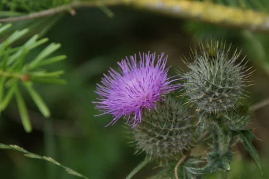 canva thistle flower MADAqHCSJXk