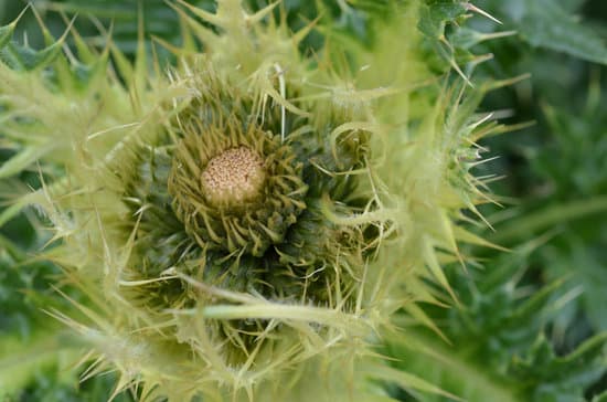 canva thistle flower close up MAEFj9GgNb0