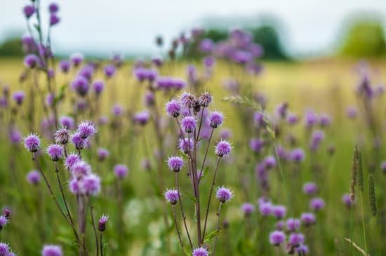 canva thistles MAEEFHZaIYQ