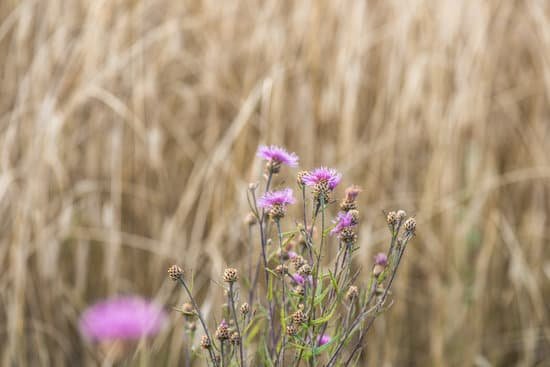 canva thistles MAEErD08qJ8