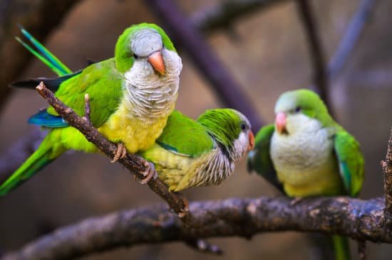 canva three colorful amazon parrots sitting on a branch MAEHK2SiLeQ