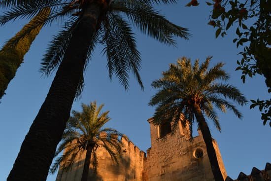 canva three palm trees MADjQdEQlLw