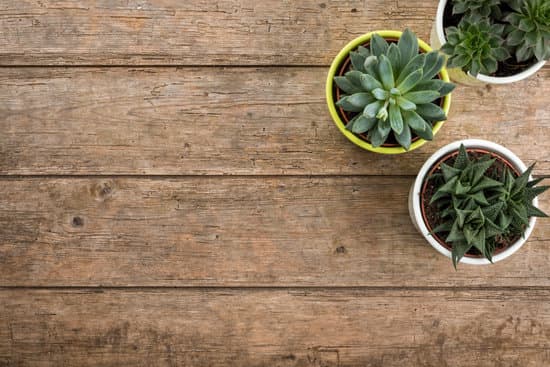 canva three potted succulent plants on wooden background MAEOfQHCDtU