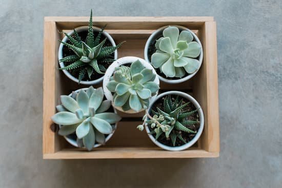 canva top shot of different succulents in pots MAECoAymltk