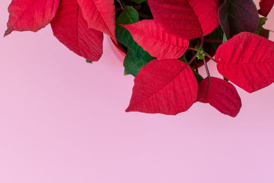 canva top view of poinsettia on pink background