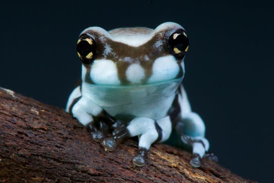 canva trachycephalus resinifictrix milk frog brasil