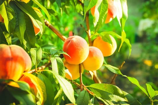 canva tree branch with growing peaches MAD Mu7kOt4