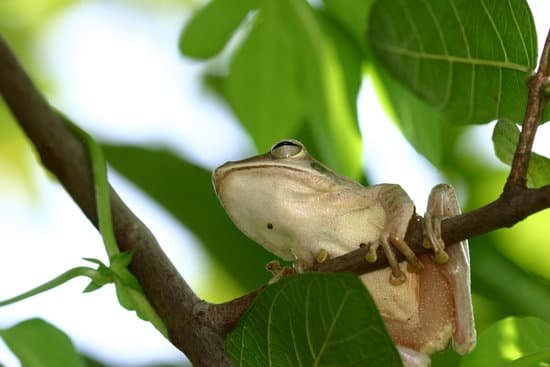 canva tree frog MAC6YSstfd0