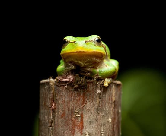 canva tree frog en face MAC5 eh6Tpo