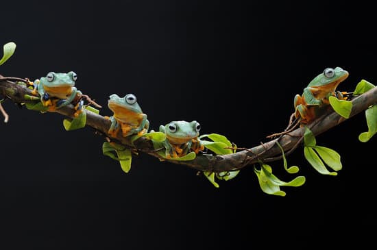 canva tree frog frog flying frog MAEXjiJLa 8