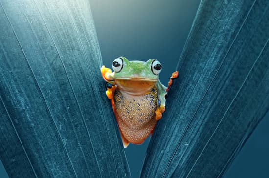 canva tree frog frog flying frog MAEXjiq85n0
