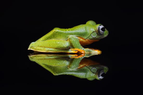 canva tree frog frog flying frog MAEXjjrF1O8