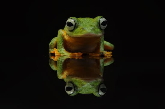 canva tree frog frog flying frog