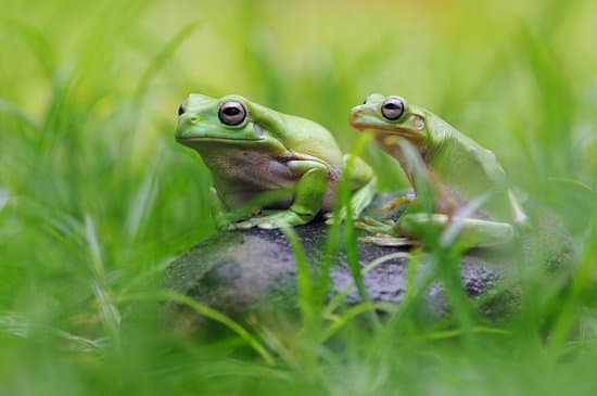 canva tree frog frog flying frog MAEXjkFos0M