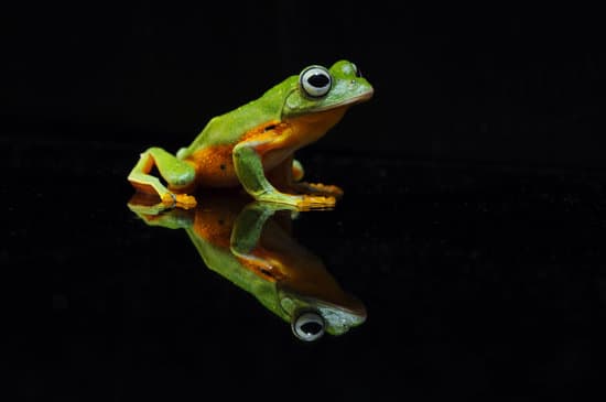 canva tree frog frog flying frog MAEXjm24aas