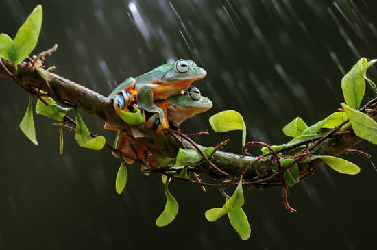 canva tree frog frog flying frog MAEXjmnZJo8