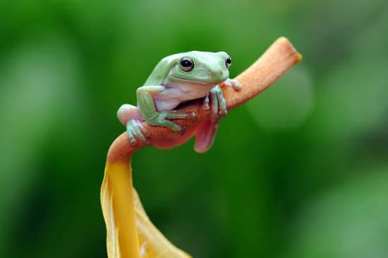 canva tree frog frog flying frog