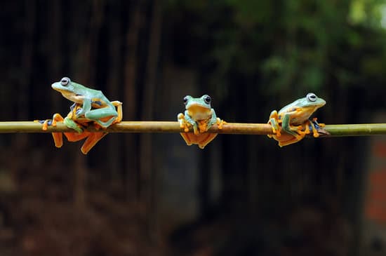 canva tree frog frog flying frog MAEXjqiYCP0