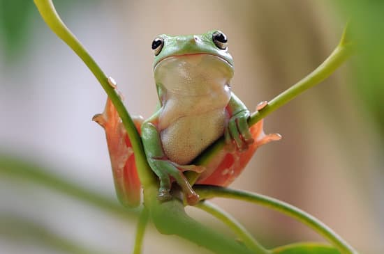 canva tree frog frog flying frog MAEXjqyZjjw