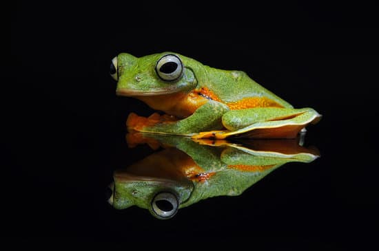 canva tree frog frog flying frog MAEXjtcoLrA