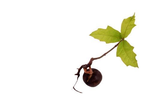 canva tree seedling oak from above MAAvWsH84SM