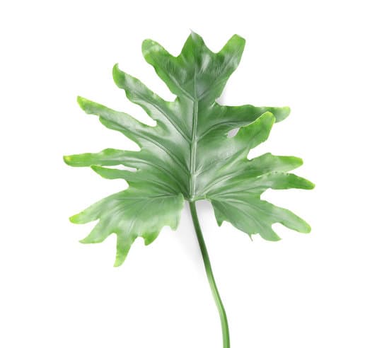 canva tropical philodendron leaf isolated on white MADPg 0A434