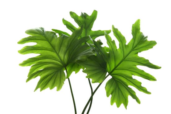 canva tropical philodendron leaves isolated on white MADPg1ezgj4