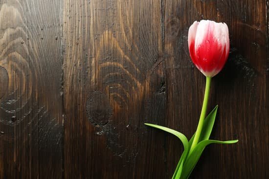 canva tulip flower on wooden background MAD MLhc7Tg