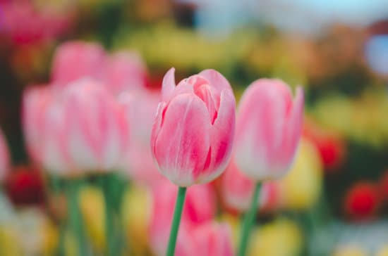 canva tulip flower spring nature amazing MAESOkIvj3k