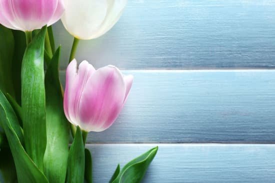 canva tulip flowers closeup MAD QrUDjFA