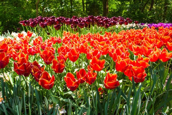 canva tulip flowers in keukenhof netherlands MAERnCvi3zI