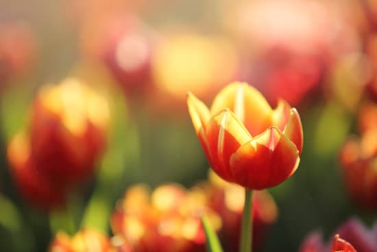 canva tulip flowers in sunset and raindrop MAEQW 2uajA