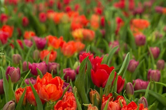 canva tulip flowers in the field MAD9odjVDAQ