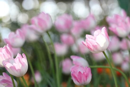 canva tulip flowers in the field MAEQQ3JkZ4c