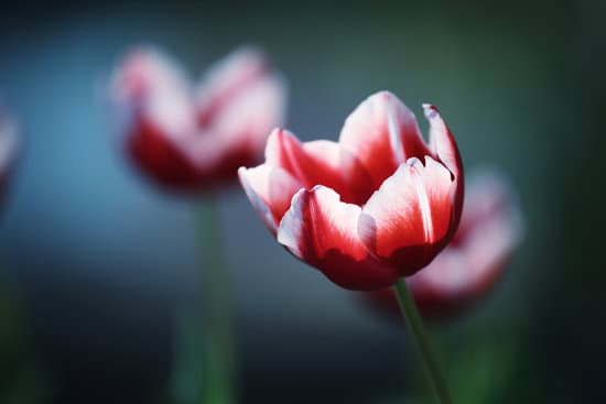 canva tulip flowers in the garden MAEQQ1zsGvc