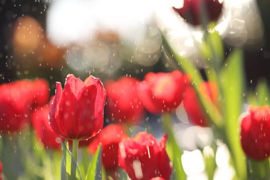 canva tulip flowers landscape MAEQW6G4T6Y