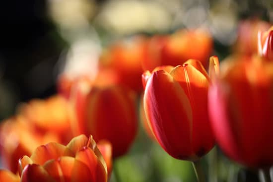 canva tulip flowers on blurred background MAEQW5NFPT4