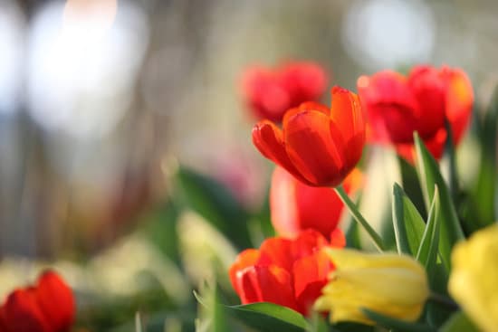 canva tulip flowers outdoors MAEQQwOjtMk