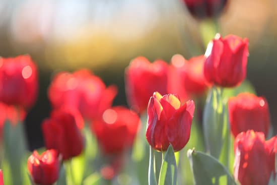 canva tulip flowers outdoors MAEQWwL3Bo4