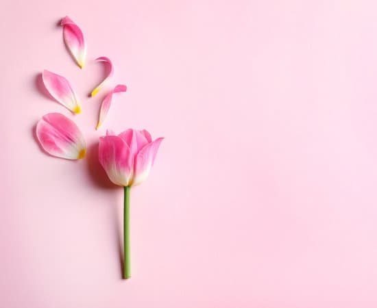 canva tulip petals on pink background MAD8BDp3C9A