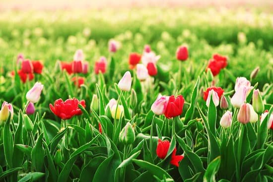 canva tulips field outdoors MAD QsEIH8E